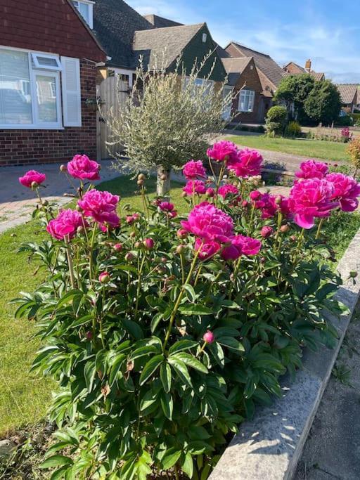Rooms In A Beautiful House With Free On St Parking Brighton Exteriör bild